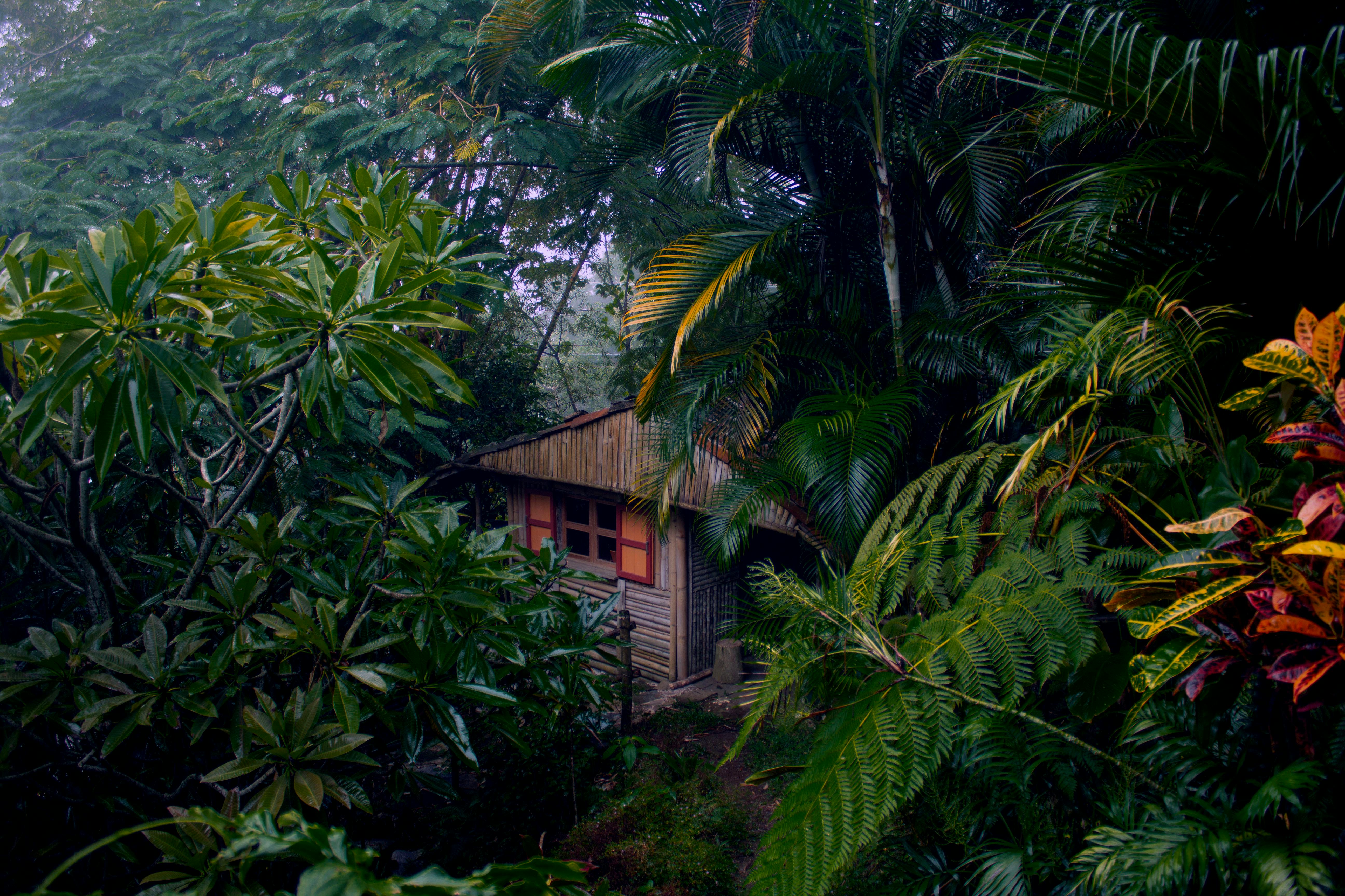 House in jungle